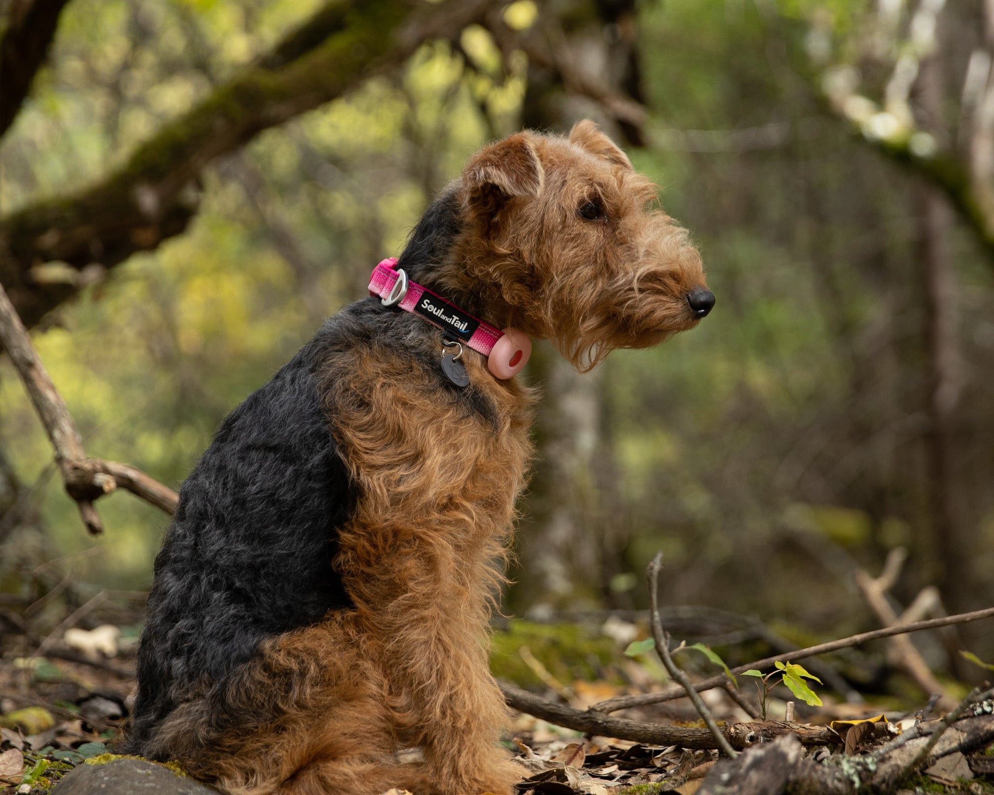 A welsh terrier wearing a pink dog collar sitting on a forest floor with trees and foliage in the background