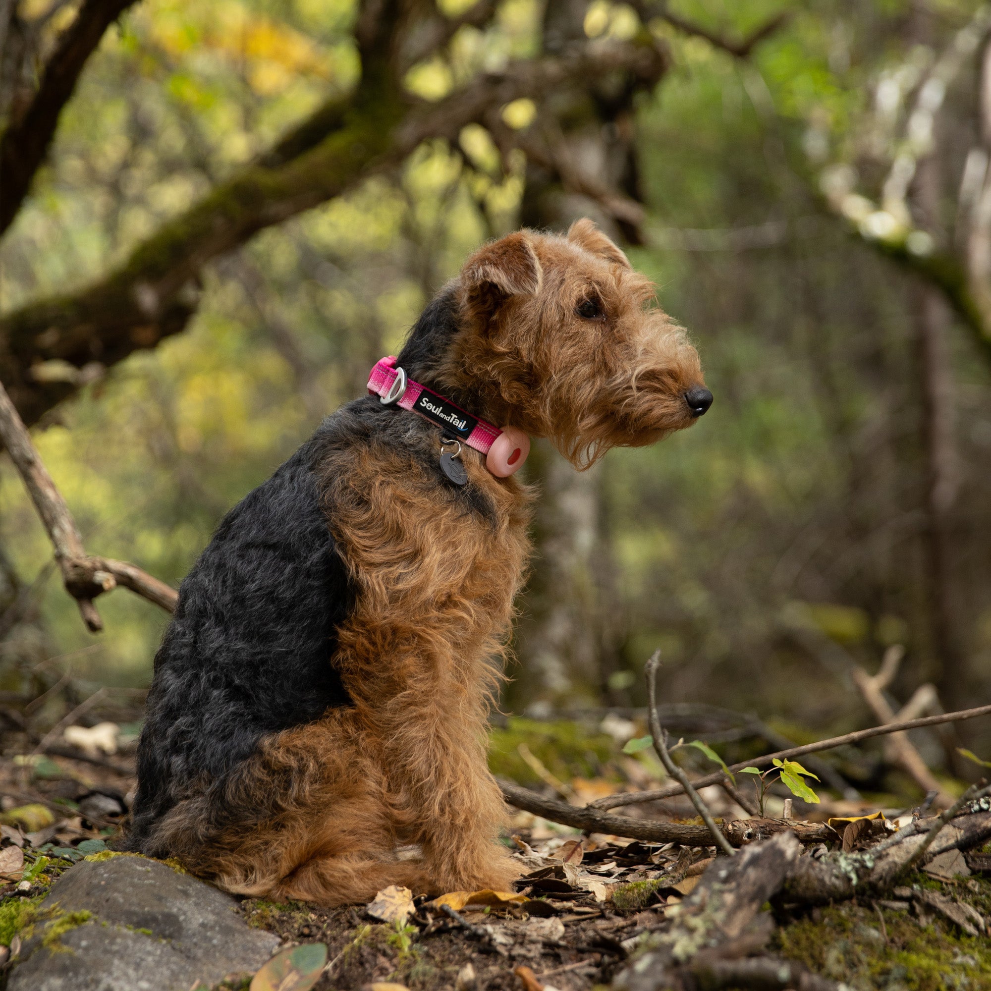 A welsh terrier wearing a pink dog collar sitting on a forest floor with trees and foliage in the background